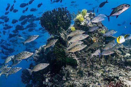 Indonesia (Top 10 Most Biodiverse Countries)