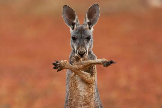 Australia (Top 10 Most Biodiverse Countries)