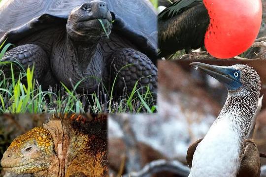 United States (Top 10 Most Biodiverse Countries)