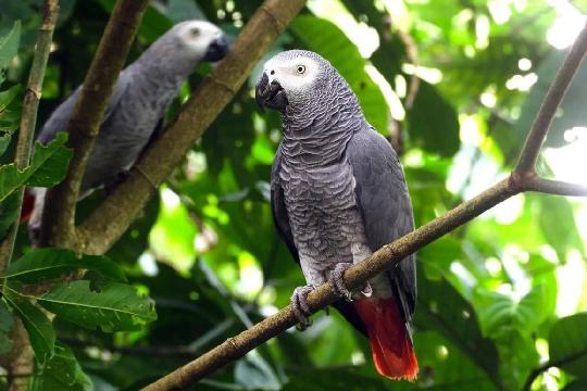 African Grey Parrots (Top 10 Smartest Animals)