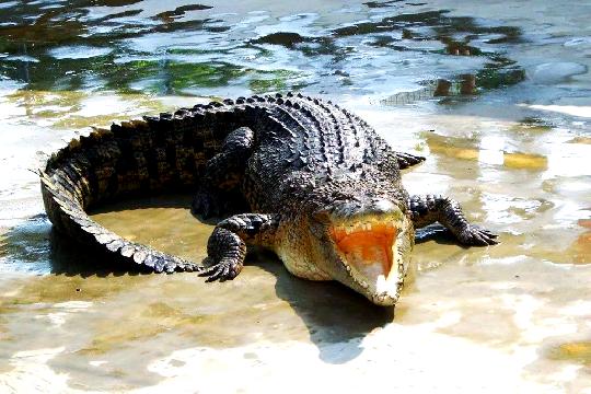 Crocodiles (Top 10 Most Dangerous Animals)