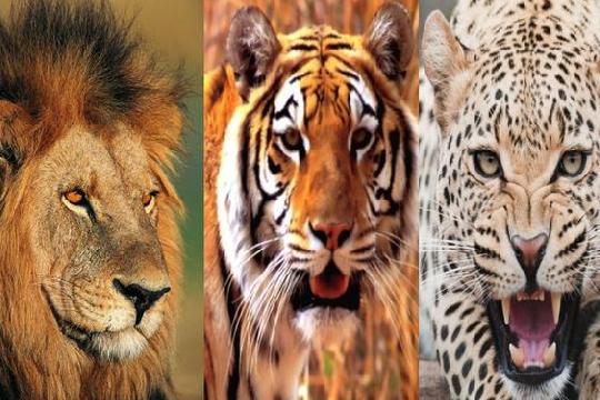 Big Cats (Lions, Tigers, Leopards) (Top 10 Most Dangerous Animals)