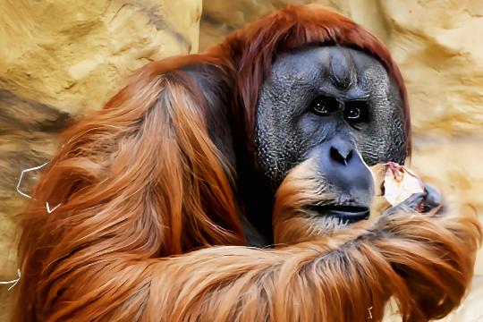 Sumatran Orangutan (Pongo abelii) (Top 10 Rarest Animals)