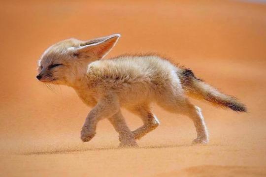 Fennec Fox (Vulpes zerda) (Top 10 Cutest Animals)