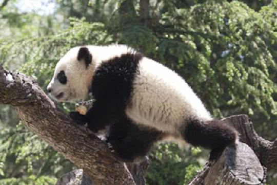 Giant Panda (Ailuropoda melanoleuca) (Top 10 Cutest Animals)