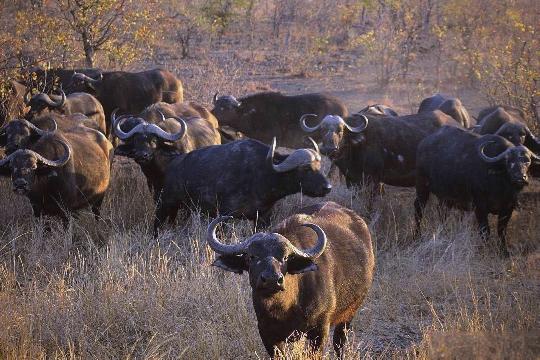 Wildebeest (Connochaetes taurinus) (Top 10 Fastest Animals)