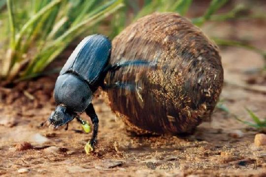 Dung Beetle (Scarabaeidae) (Top 10 Strongest Animals)