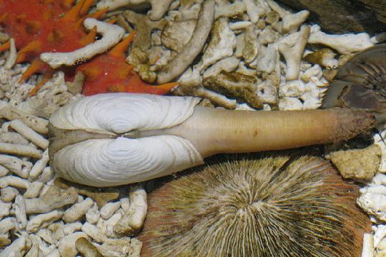 Ocean Quahog (Arctica islandica) (Top 10 Longest-Living Animals)